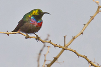 Cinnyris mariquensis